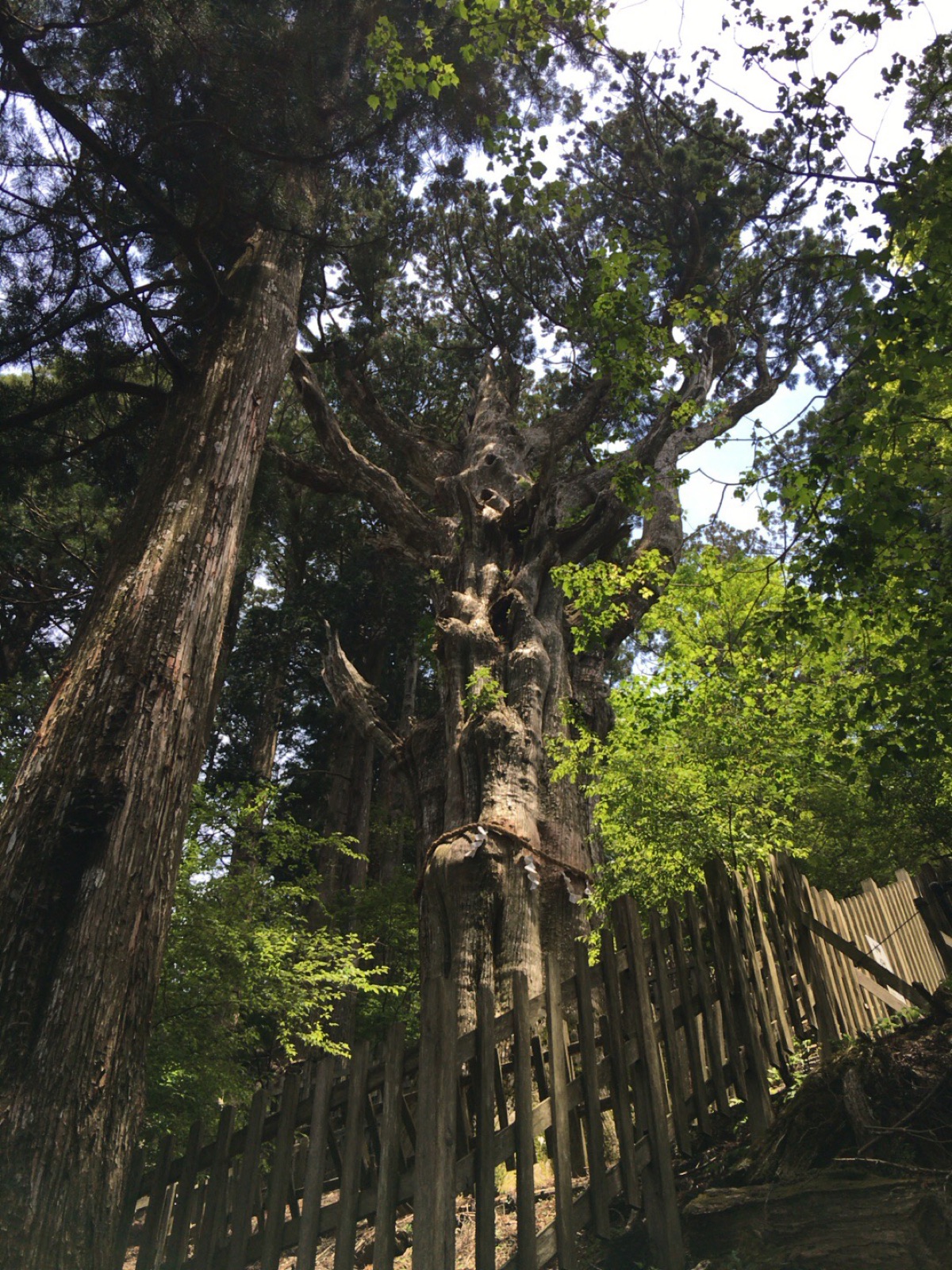 玉置神社の境内にそびえる杉の巨樹