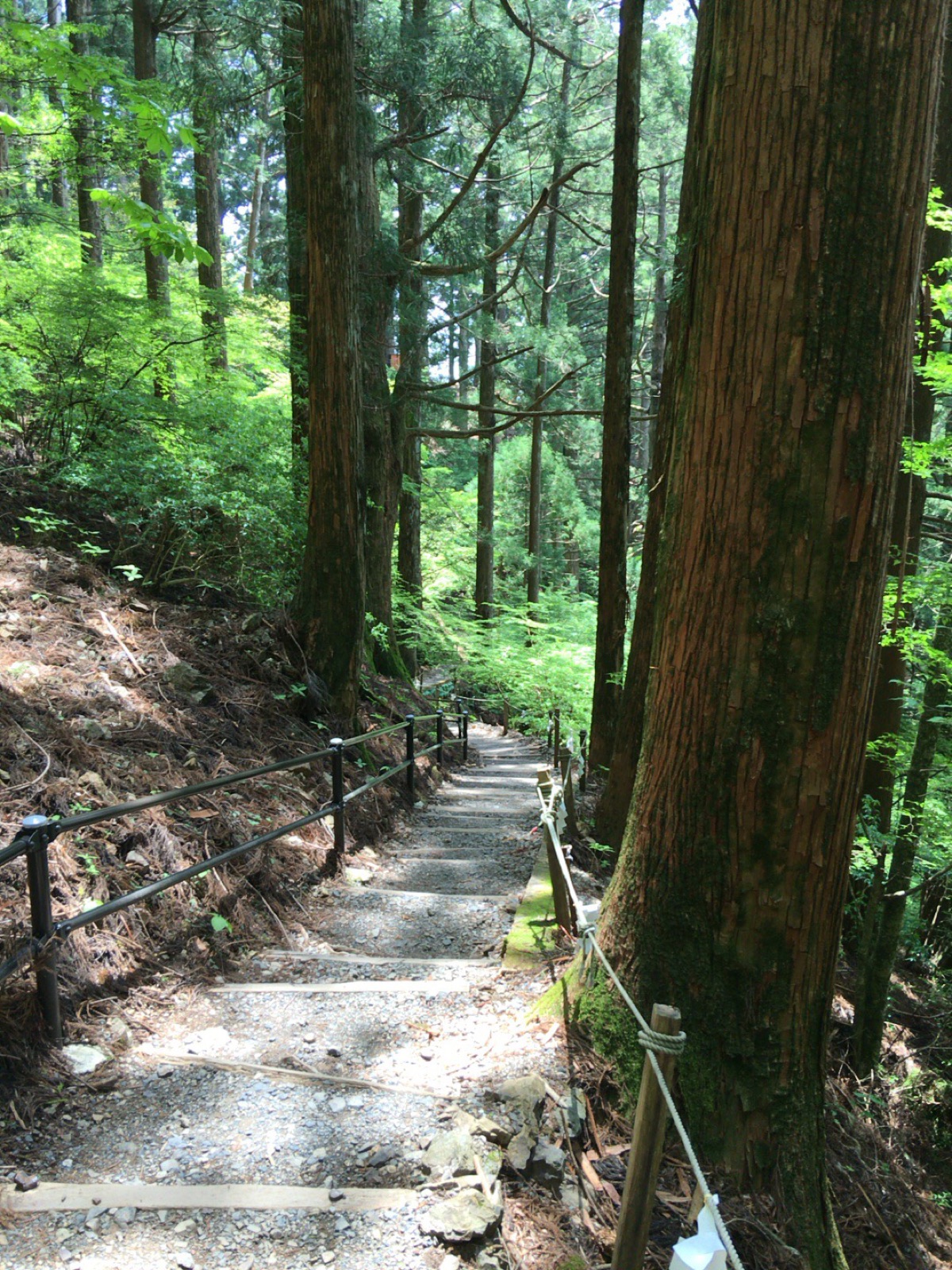 玉置神社の杉木立に囲まれた石段の参道