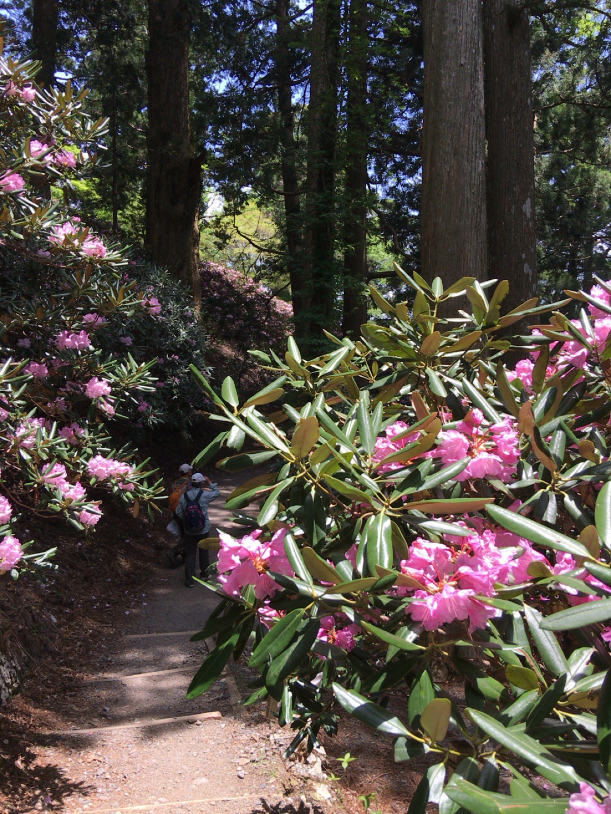 玉置神社の参道に咲くシャクナゲの花
